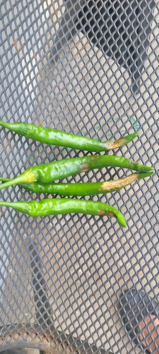 양상기님의 농사, 무엇이든 물어보세요! · 참여글 작성글 사진