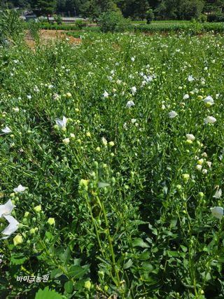 팜모닝회원 바이크농원님의 자유주제 · 자유게시판 작성글 사진