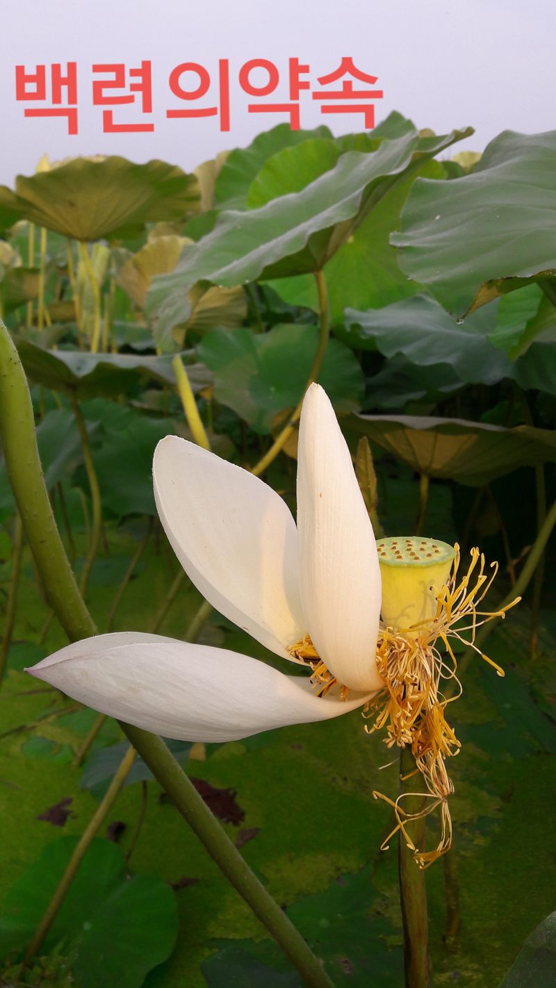 백련지기님의 장터 판매 상품 [생연잎 ㅡ2종류] 첨부 사진