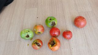 초보텃밭님의 자유주제 · 자유게시판 작성글 사진