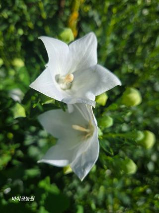 팜모닝회원 바이크농원님의 자유주제 · 자유게시판 작성글 사진