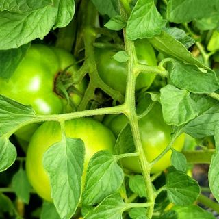 행복농장아다나님의 자유주제 · 자유게시판 작성글 사진