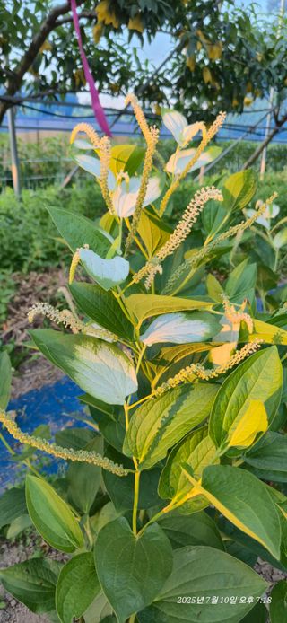 달맛햇복숭아농원님의 자유주제 · 사진전 작성글 사진