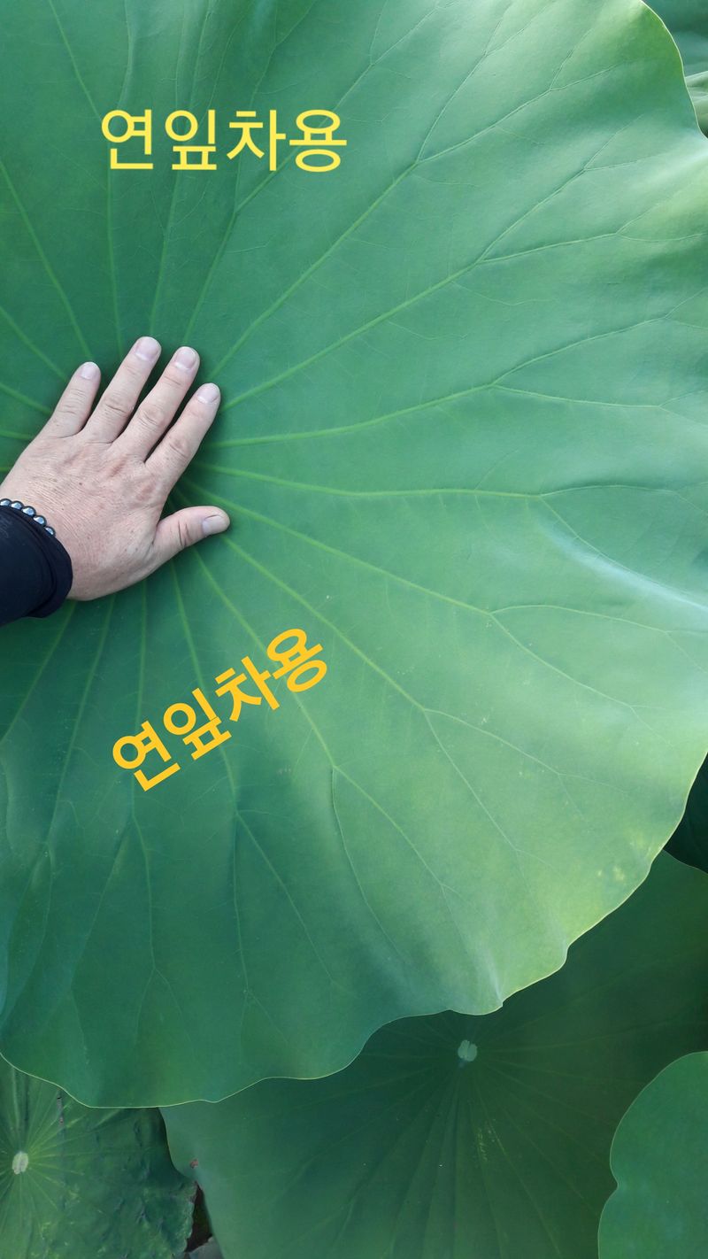 백련지기님의 장터 판매 상품 [생연잎 ㅡ2종류] 첨부 사진