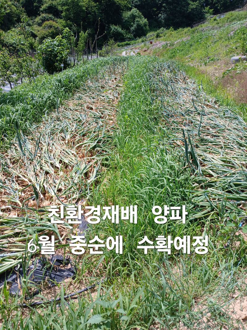 장터 상품 [친환경재배 양파 10kg] 썸네일