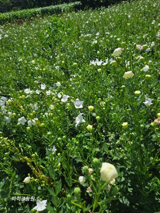 팜모닝회원 바이크농원님의 자유주제 · 자유게시판 작성글 사진