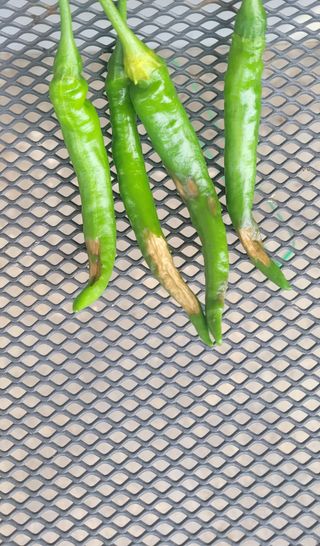 양상기님의 농사, 무엇이든 물어보세요! · 참여글 작성글 사진