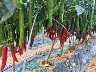 둥이농장(김준태)님의 자유주제 · 자유게시판 작성글 사진