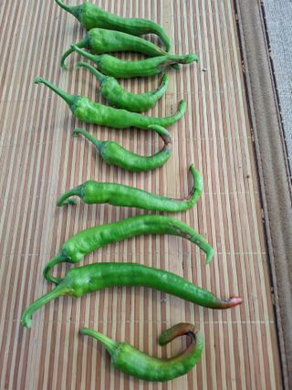 보헤미안님의 농사, 무엇이든 물어보세요! · 참여글 작성글 사진