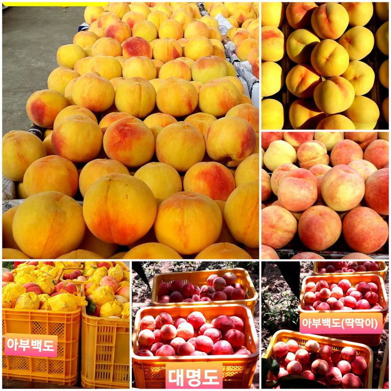 이슬농부농산님의 장터 판매 상품 [[히트상품]복숭아[황도/백도]당도짱4kg] 첨부 사진