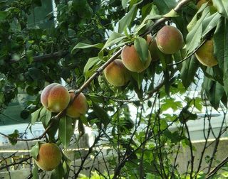 맛과자님의 농사, 무엇이든 물어보세요! · 참여글 작성글 사진