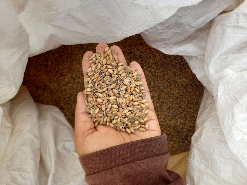 장터 상품 [국내산 밀 20kg] 썸네일