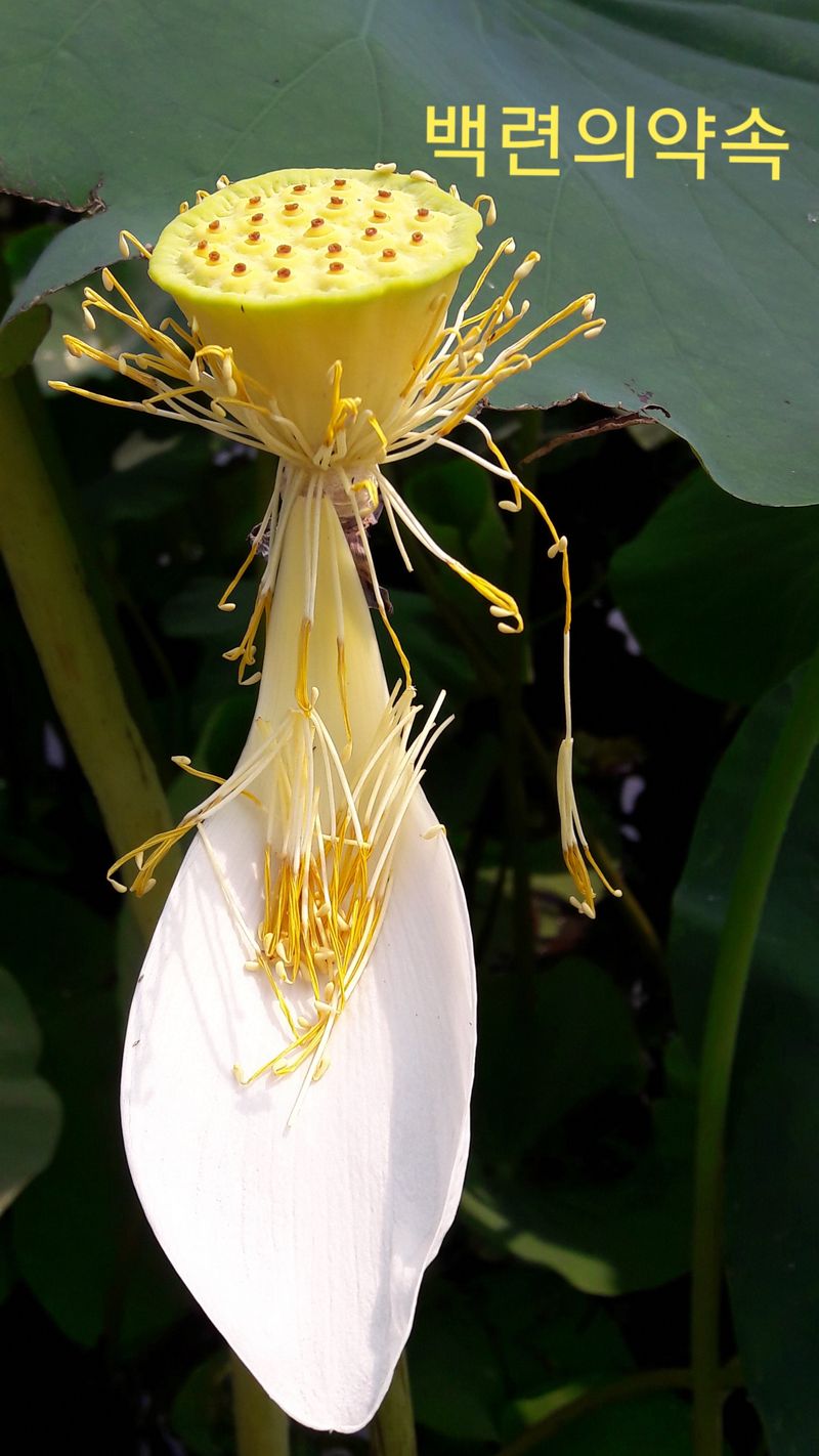 백련지기님의 장터 판매 상품 [생연잎 ㅡ2종류] 첨부 사진