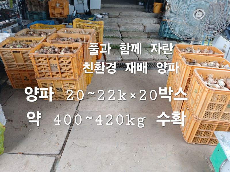 안승호님의 장터 판매 상품 [친환경재배 양파 10kg] 첨부 사진