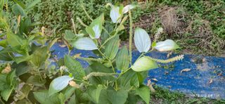 달맛햇복숭아농원님의 자유주제 · 사진전 작성글 사진