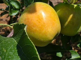 화성농원님의 자유주제 · 자유게시판 작성글 사진