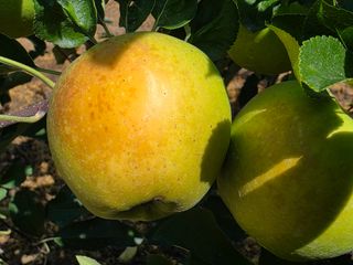 화성농원님의 자유주제 · 자유게시판 작성글 사진