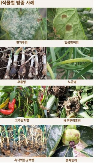 대산농사대장님의 고추 · 비료•농약 작성글 사진