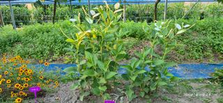 달맛햇복숭아농원님의 자유주제 · 사진전 작성글 사진