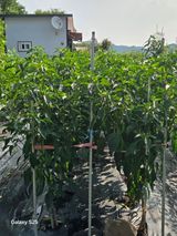 팜모닝 자유주제·자유게시판 게시글 이미지