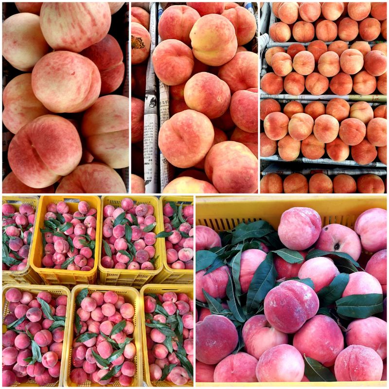 이슬농부농산님의 장터 판매 상품 [[히트상품]복숭아[황도/백도]당도짱4kg] 첨부 사진