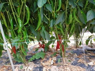 이창우님의 자유주제 · 자유게시판 작성글 사진