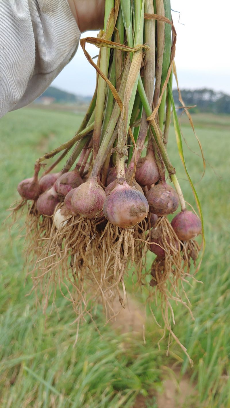 장터 상품 [25년 수확한 홍산마늘 단구 외통마늘(종자용) 500g, 1kg] 썸네일