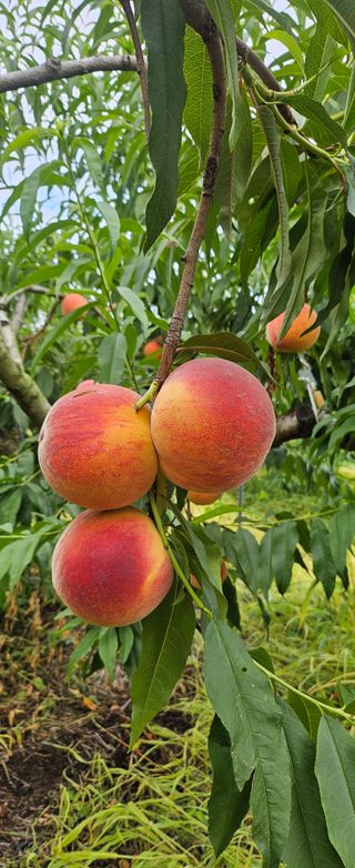 종합선물세트님의 자유주제 · 자유게시판 작성글 사진