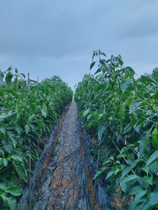 둥이농장(김준태)님의 자유주제 · 자유게시판 작성글 사진