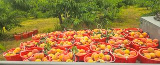 종합선물세트님의 자유주제 · 자유게시판 작성글 사진