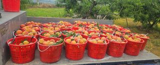 종합선물세트님의 자유주제 · 자유게시판 작성글 사진