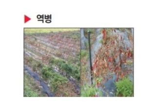 대산농사대장님의 고추 · 비료•농약 작성글 사진