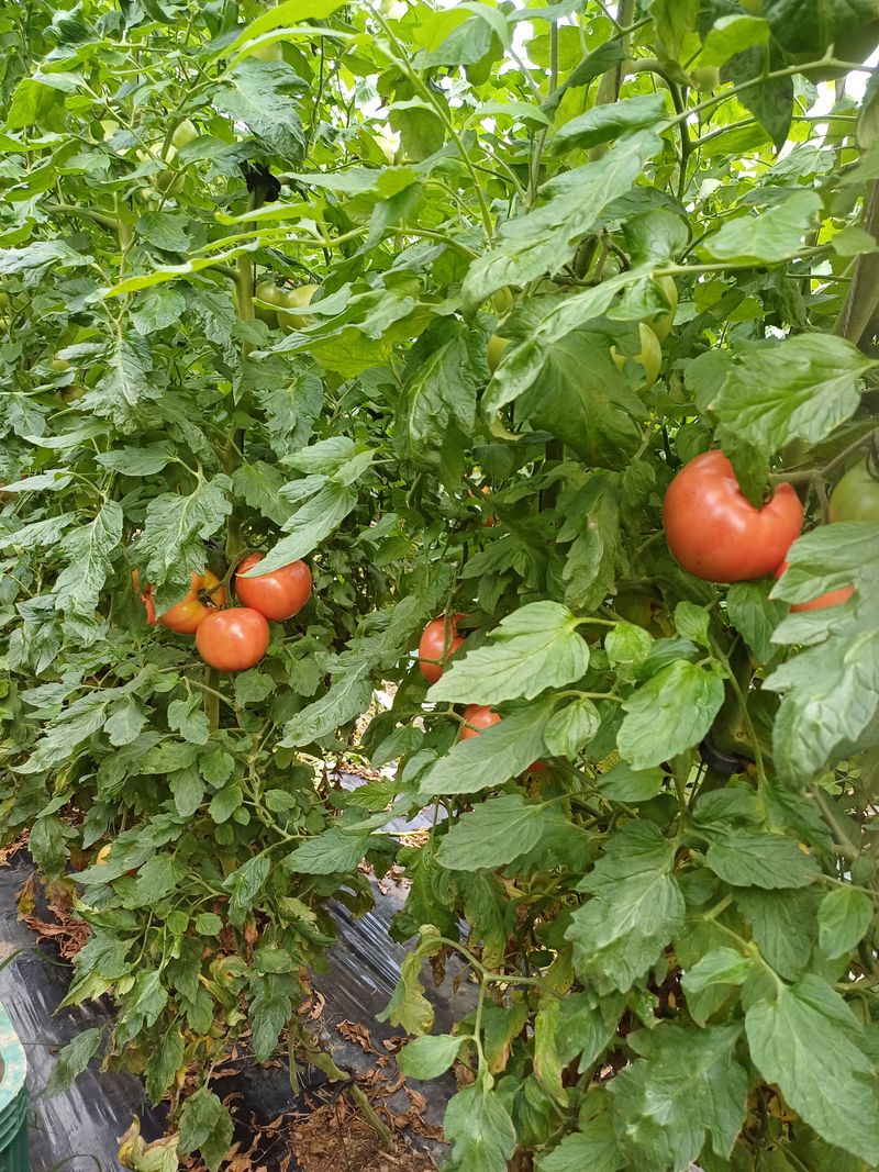 전원수님의 장터 판매 상품 [토마토즙] 첨부 사진