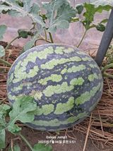 팜모닝 자유주제·사진전 게시글 이미지