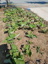 팜모닝 자유주제·자유게시판 게시글 이미지