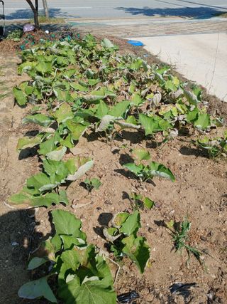 이영자 님의 자유주제 · 자유게시판 작성글 사진