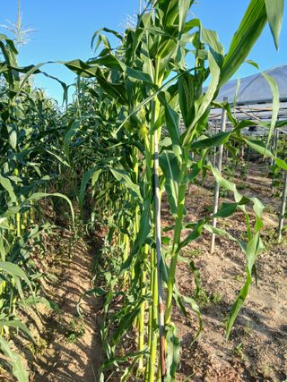 맞춤포도 드론방제님의 자유주제 · 자유게시판 작성글 사진