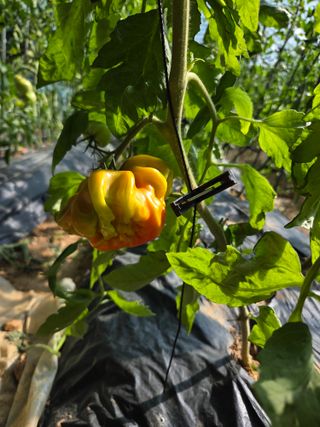 시금치7186님의 농사, 무엇이든 물어보세요! · 참여글 작성글 사진