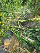 팜모닝 자유주제·자유게시판 게시글 이미지