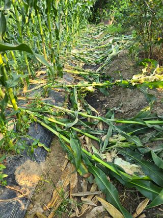 조용오님의 자유주제 · 자유게시판 작성글 사진