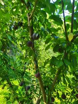 팜모닝 자유주제·자유게시판 게시글 이미지