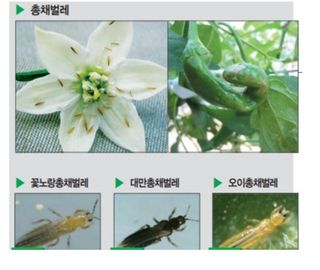 대산농사대장님의 고추 · 비료•농약 작성글 사진