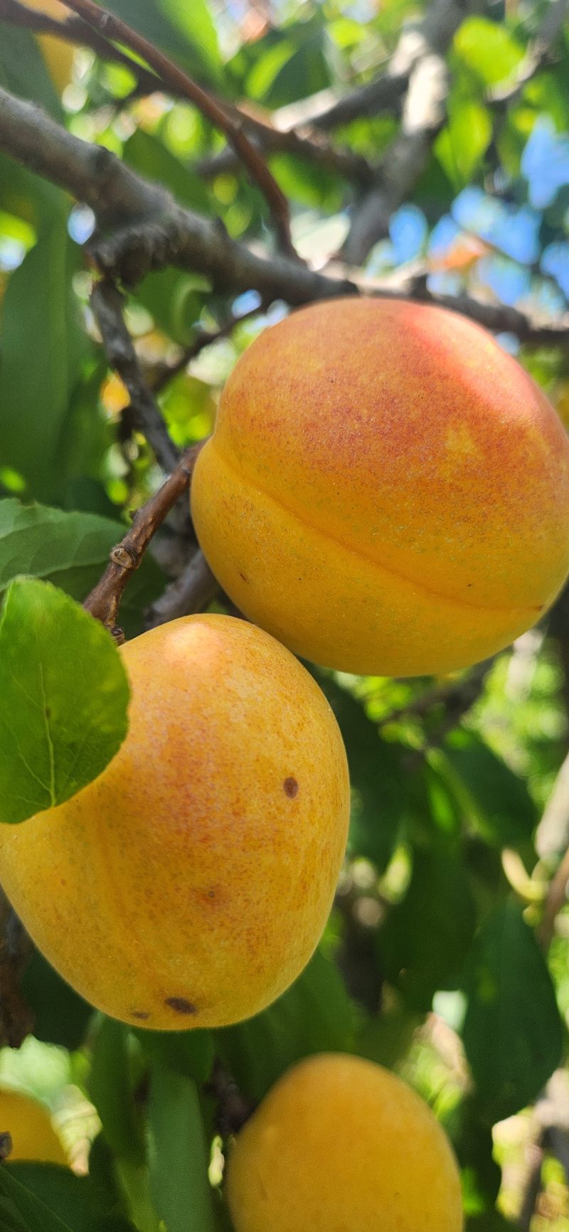 박경미님의 장터 판매 상품 [살구2.5키로5키로] 첨부 사진