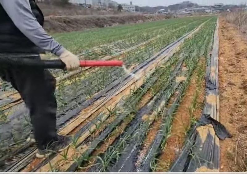 대산농사대장님의 장터 판매 상품 [멀티몬스터 추비 관주 석회질소 질산칼슘 nk 비료 ] 첨부 사진