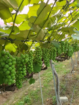 소백산단산포도이종석님의 자유주제 · 자유게시판 작성글 사진