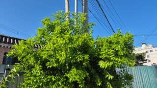 신안광열님의 농사, 무엇이든 물어보세요! · 참여글 작성글 사진