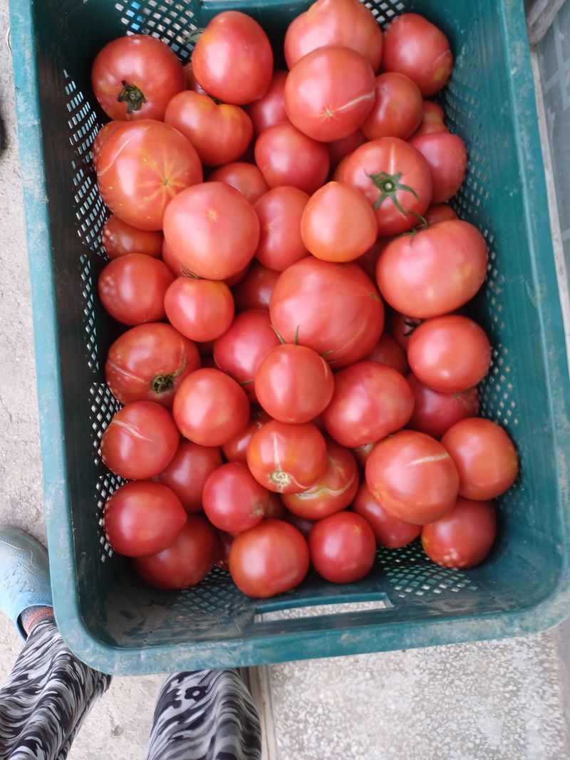 전원수님의 장터 판매 상품 [토마토즙] 첨부 사진
