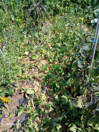 조엘라님의 농사, 무엇이든 물어보세요! · 참여글 작성글 사진