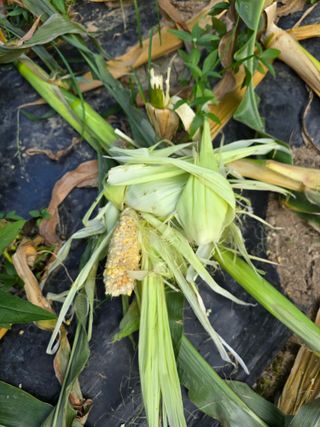 조용오님의 자유주제 · 자유게시판 작성글 사진