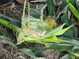 조용오님의 자유주제 · 자유게시판 작성글 사진